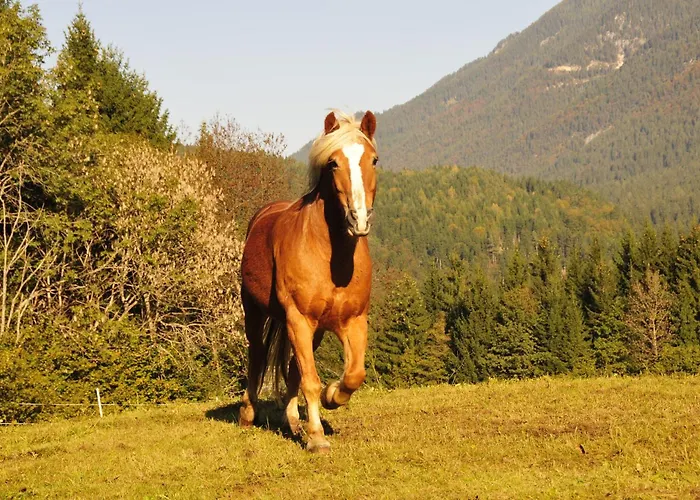 Casa de hóspedes Gaestehaus Brugger 3*
