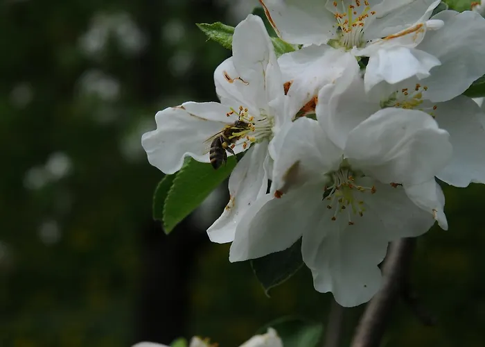 Casa de hóspedes Gaestehaus Brugger 3*